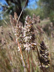Tribolium hispidum