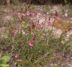 Indigofera platypoda