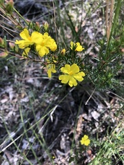 Hibbertia cistiflora