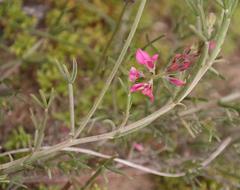 Indigofera platypoda