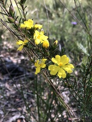 Hibbertia cistiflora