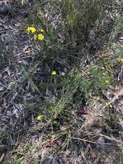 Hibbertia cistiflora