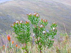 Leucospermum glabrum