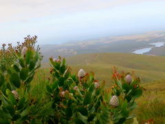 Leucospermum glabrum