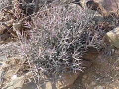 Euphorbia lignosa