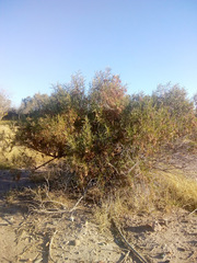 Acanthostyles buniifolius