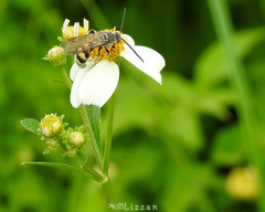Dielis trifasciata