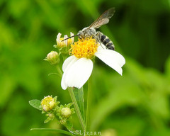Dielis trifasciata