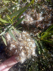 Acanthostyles buniifolius