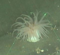 Cribrinopsis fernaldi