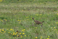 Eupodotis vigorsii vigorsii
