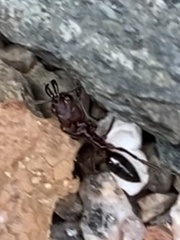 Odontomachus desertorum