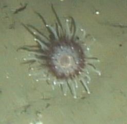 Corallimorphus pilatus Fautin, White & Pearson, 2002