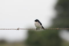 Hirundo dimidiata dimidiata