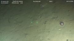 Corallimorphus pilatus