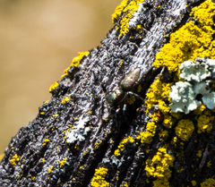 Salticus peckhamae