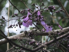 Jacaranda puberula