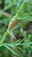 Neolasioptera ramuscula