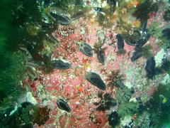 Pentacta doliolum