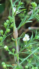 Neolasioptera ramuscula