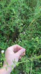 Neolasioptera ramuscula