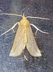 Phyprosopus callitrichoides