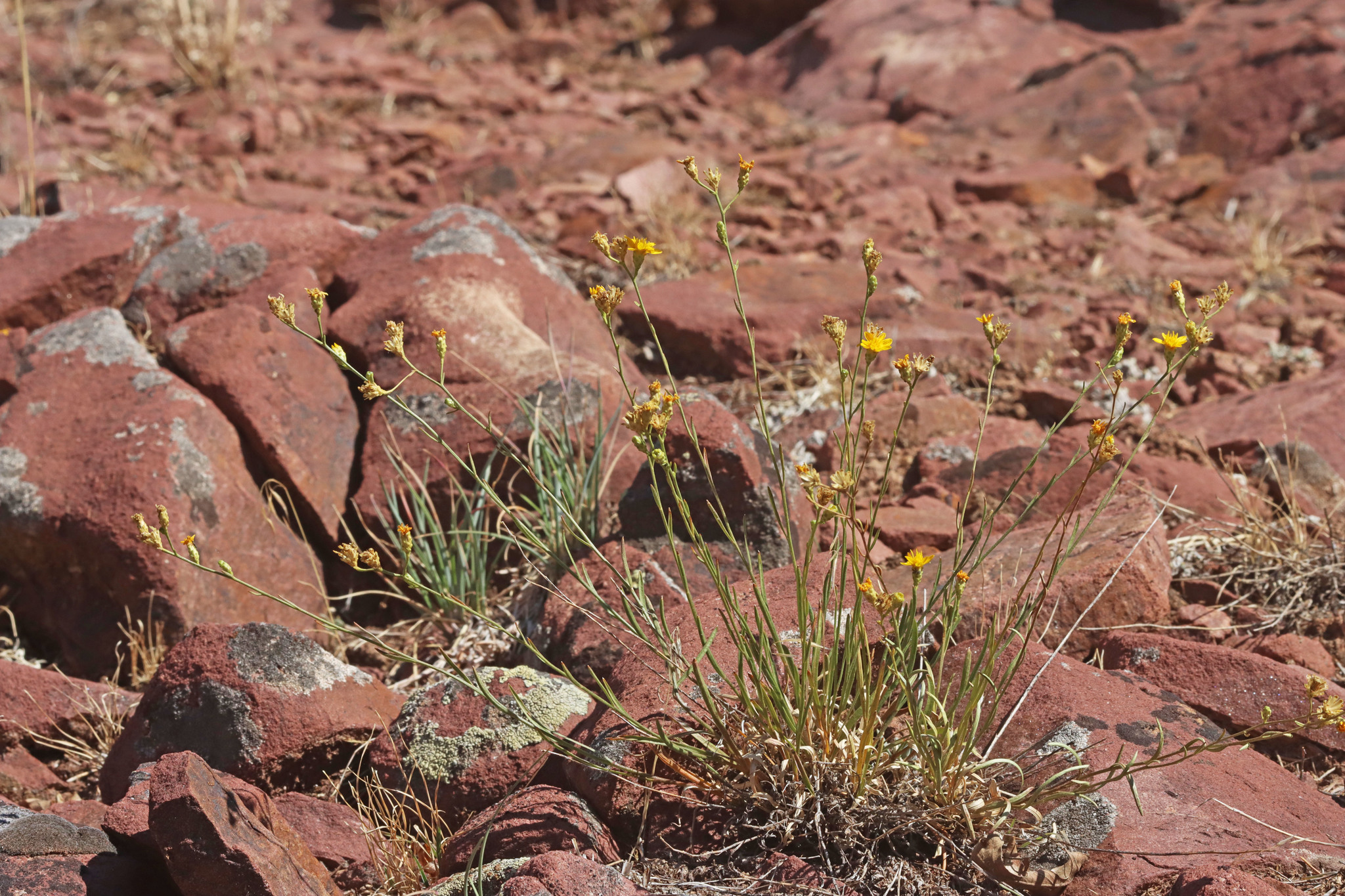 Gutierrezia petradoria