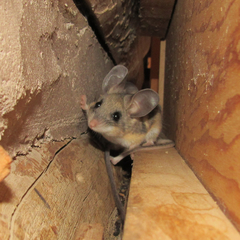 Peromyscus truei