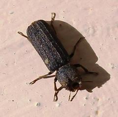 Bostrychoplites cornutus