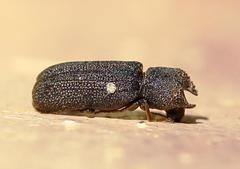 Bostrychoplites cornutus