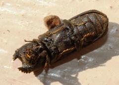 Bostrychoplites cornutus