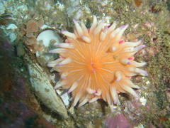 Anthostella stephensoni