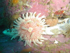 Anthostella stephensoni