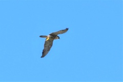 Falco peregrinus anatum