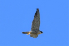 Falco peregrinus anatum