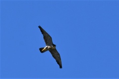 Falco peregrinus anatum