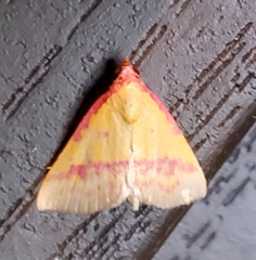 Phytometra rhodarialis