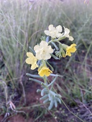 Lithospermum cobrense