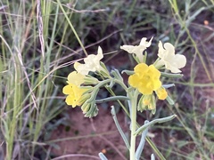 Lithospermum cobrense