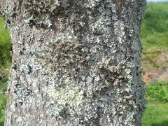 Parmotrema subtinctorium