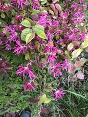 Loropetalum