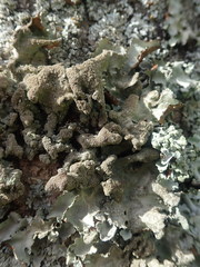 Parmotrema subtinctorium