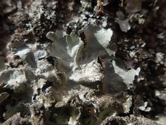 Parmotrema subtinctorium