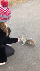 Sciurus carolinensis