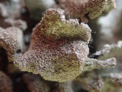 Parmotrema subtinctorium