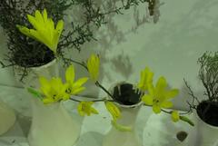 Sparaxis grandiflora acutiloba