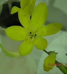 Sparaxis grandiflora acutiloba