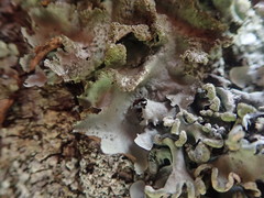 Parmotrema subtinctorium