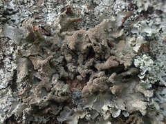 Parmotrema subtinctorium