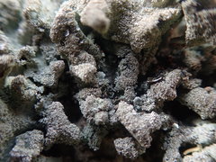 Parmotrema subtinctorium